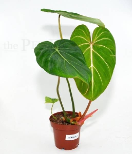 Philodendron gloriosum